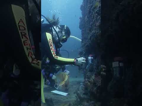 5 Headed Shark Attack #shorts