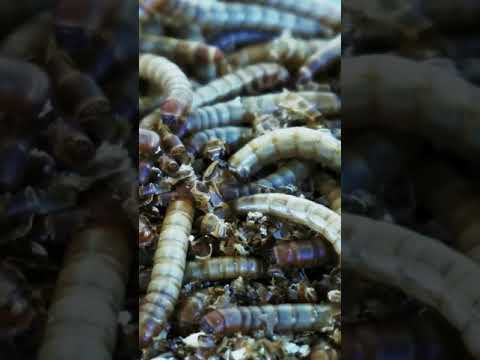 Ghosthunters #shorts