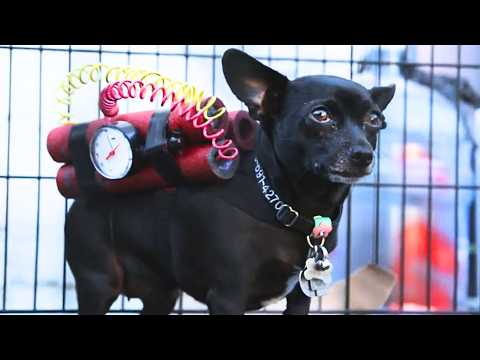 The Best Family Comedy about Furry Friends! | Adventure, Action | Full Movies in English HD